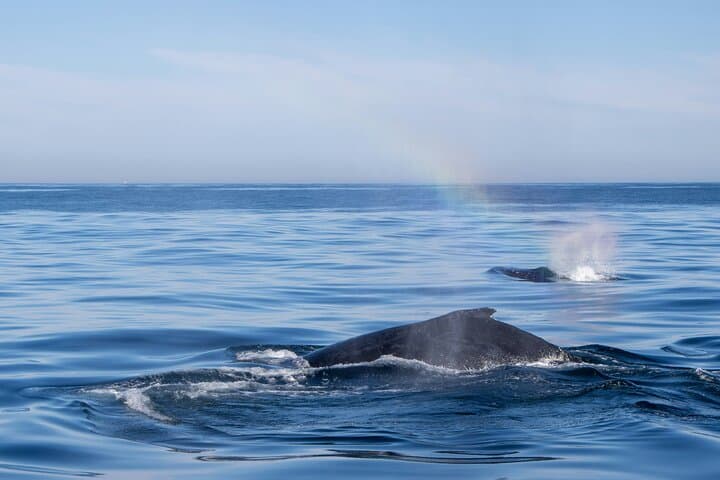 Private Hermanus Whale Watching and Benguela Cove Wine Tasting Day Trip photo 2