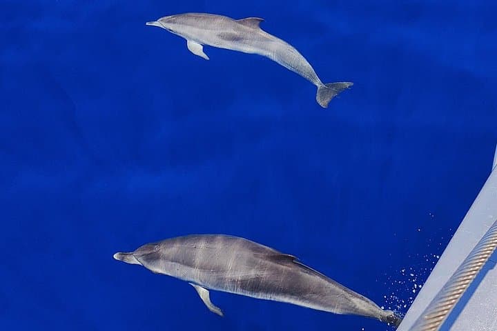 Private Catamaran Charter from San Miguel (Golf del Sur) — Snorkel, SUP & Lunch photo 5