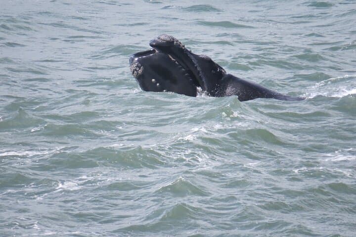 Shore-Based Whale Watching in Santa Catarina: Land Tours from Florianópolis photo 3