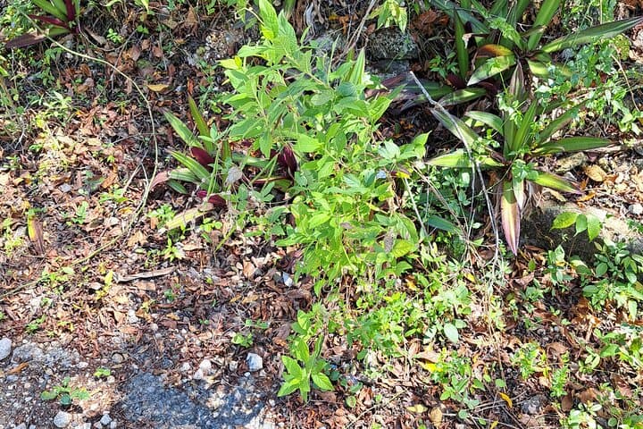 Jamrock Herbal Trek in Discovery Bay: Private 90-Min Herb Walk & Foraging photo 4
