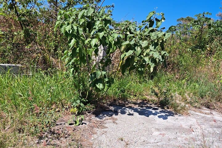 Jamrock Herbal Trek in Discovery Bay: Private 90-Min Herb Walk & Foraging photo 5