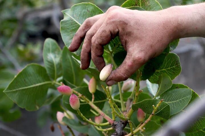 Bronte Pistachio Plantation Tour and Tasting — Half-Day Agro-Tour in Sicily
