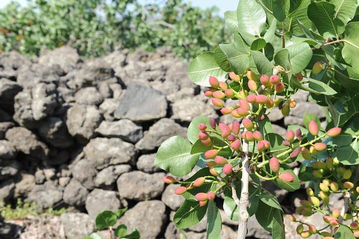 Bronte Pistachio Plantation Tour and Tasting — Half-Day Agro-Tour in Sicily photo 2