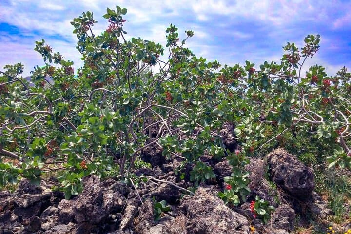 Bronte Pistachio Plantation Tour and Tasting — Half-Day Agro-Tour in Sicily photo 3