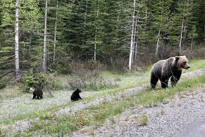 Private Day Tour from Calgary to Banff & Lake Louise — Johnston Canyon Hike photo 5