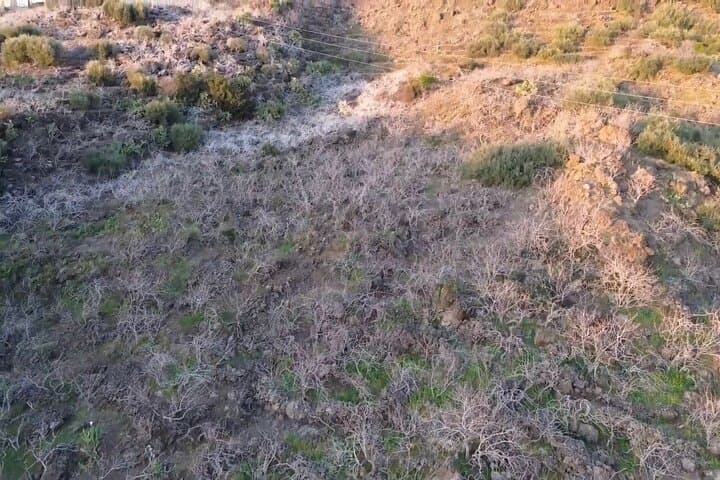 Bronte Pistachio Plantation Tour and Tasting — Half-Day Agro-Tour in Sicily photo 4