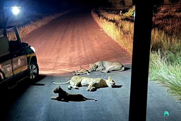 Private 3-Day Kruger National Park Safari from Maputo — Big 5 Game Drives photo 2