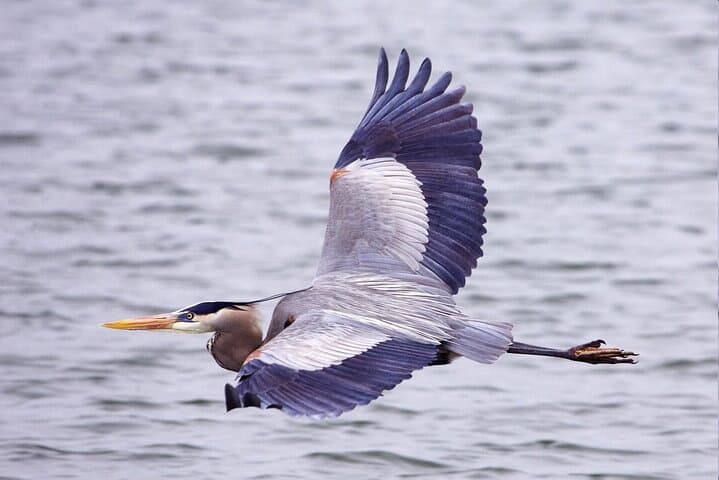 90-Minute 1000 Islands Sightseeing Cruise — Brockville & St. Lawrence Views photo 6