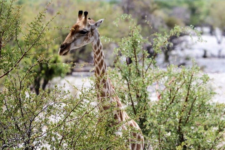 9-Day Namibia Safari: Canyons, Dunes & Wildlife from Windhoek photo 3