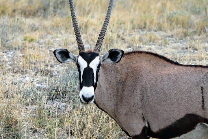 9-Day Namibia Safari: Canyons, Dunes & Wildlife from Windhoek photo 5