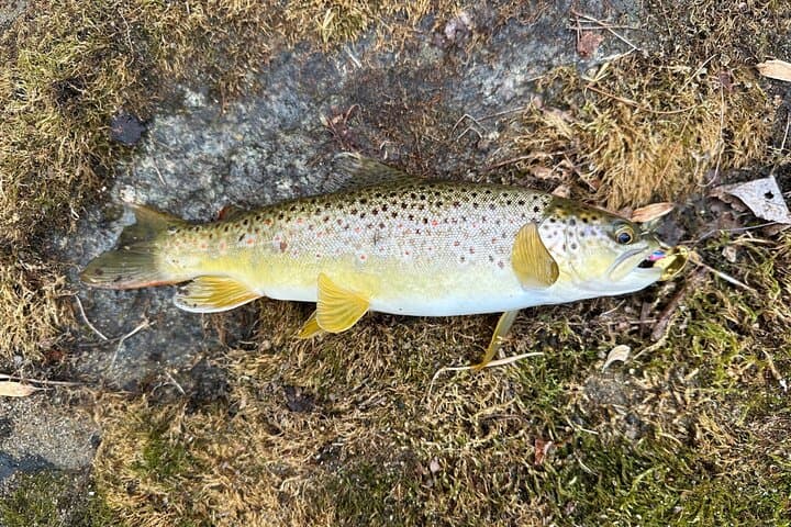 Private Virginia Trout Fishing Excursion: Full-Day Guided Trip from DC