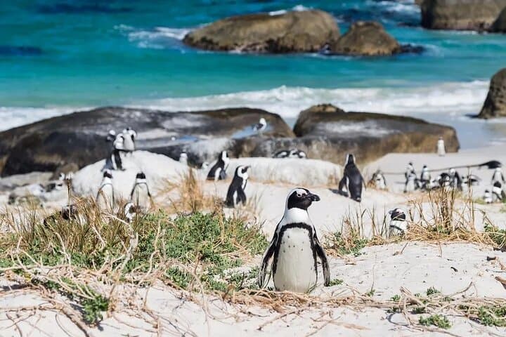 Cape Peninsula: Private Full-Day Tour to Cape Point, Boulders Penguins & Chapman's Peak