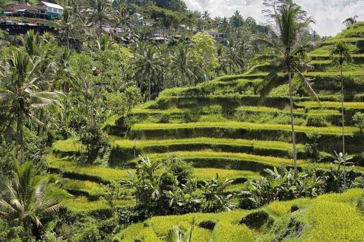 Ubud Highlights: Monkey Forest, Tegalalang Rice Terraces & Tirta Empul Day Tour photo 3