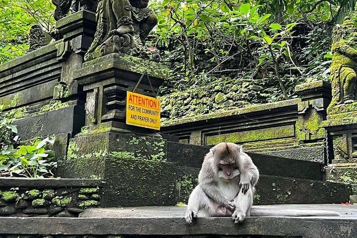Ubud Highlights: Monkey Forest, Tegalalang Rice Terraces & Tirta Empul Day Tour photo 6