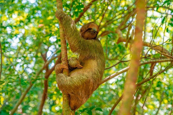 Roatan Private Excursion — Monkey and Sloth Sanctuary, Mirador Views, Chocolate & Rum Tasting