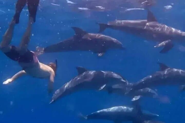 Private Mnemba Island Snorkel Tour with Lunch from Zanzibar photo 2