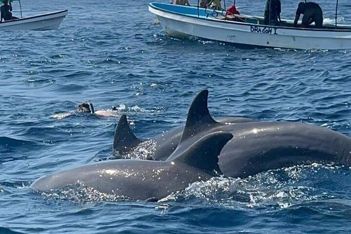 Private Mnemba Island Snorkel Tour with Lunch from Zanzibar photo 4