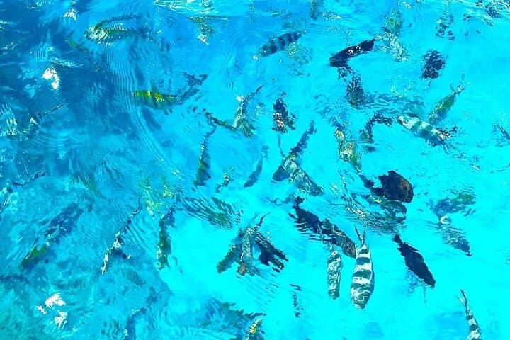 Private Mnemba Island Snorkel Tour with Lunch from Zanzibar photo 5