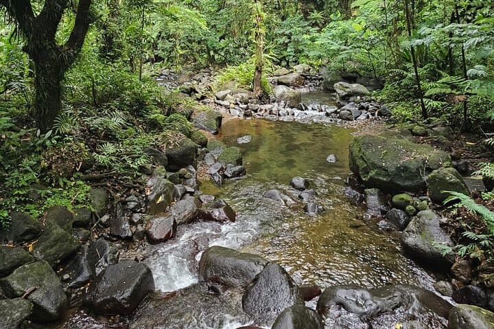 Vermont Nature Trail Private Tour — St. Vincent Rainforest & Endemic Parrots photo 6