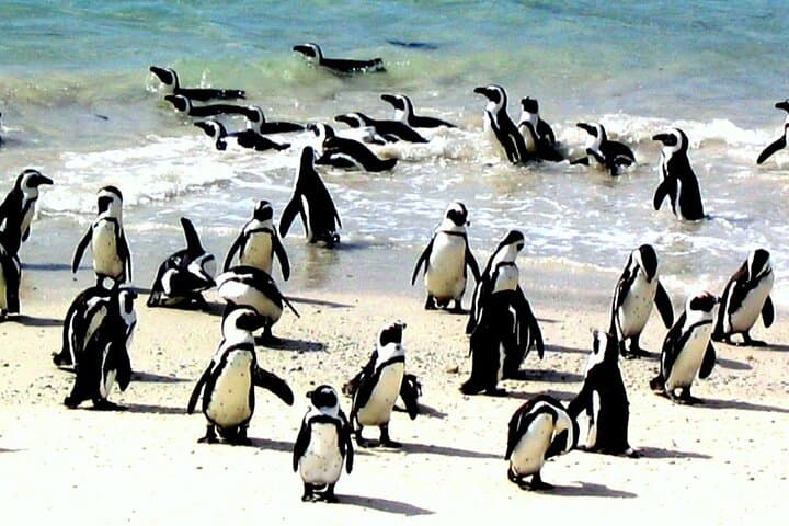 Cape Agulhas Private Day Tour — Where the Indian and Atlantic Meet photo 3