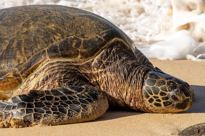 Oahu Ultimate Circle Island Tour: 30 Stops and 10 Epic Photo-Worthy Views from Waikiki