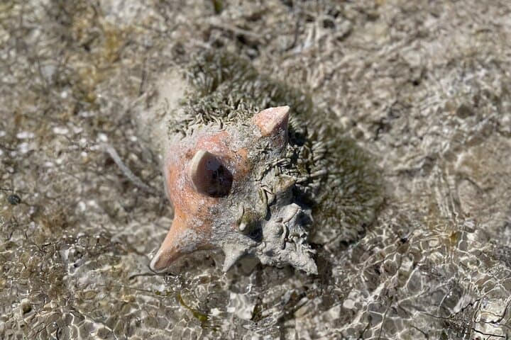 Great Exuma 3-Hour Guided ATV Tour: Caves, Beaches & Shallow Flats photo 5