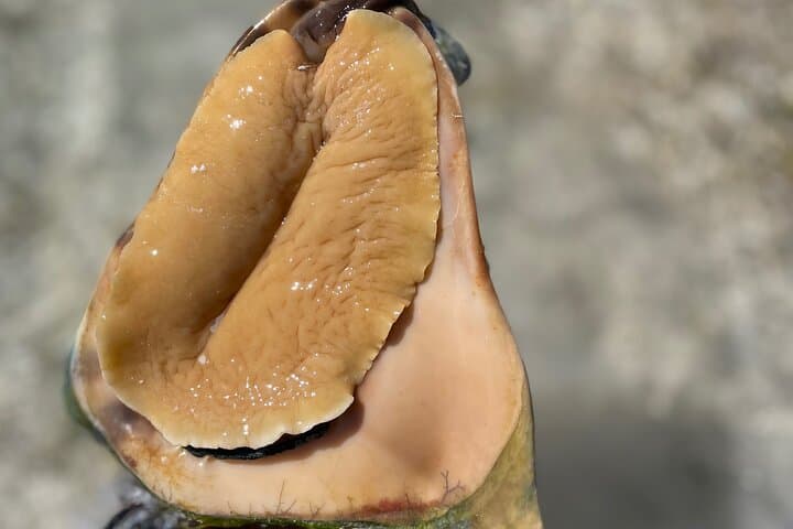Great Exuma 3-Hour Guided ATV Tour: Caves, Beaches & Shallow Flats photo 6
