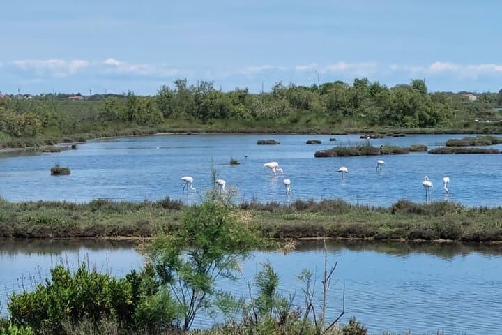 Northern Venice Lagoon: 4-Hour Private Bragozzo Tour to Burano & Murano photo 4