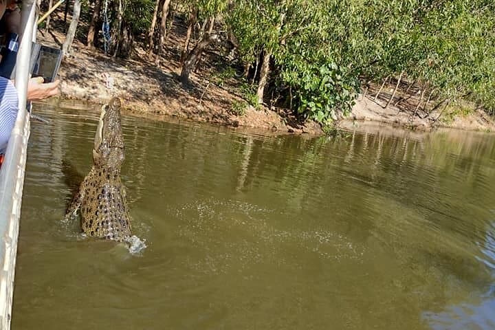 Darwin Crocodile Cruise and City Highlights Tour — Jumping Crocs & Stokes Hill Wharf Lunch photo 4