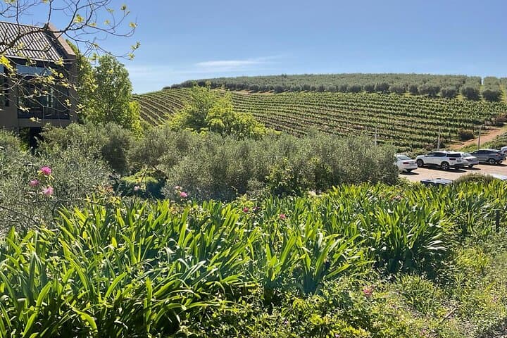 Table Mountain Full-Day Zipline Adventure & Wine Tasting in Cape Town photo 4