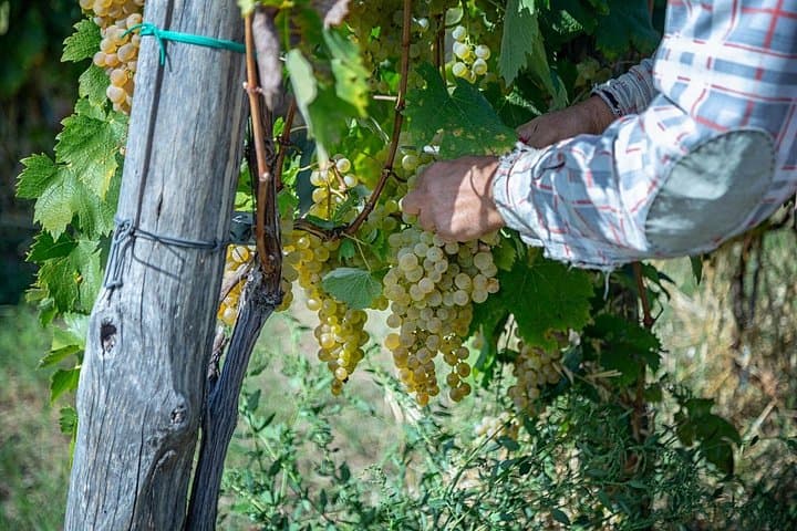 Campi Flegrei Wine Tasting from Naples: Volcanic Vineyards & Local Pairings photo 3