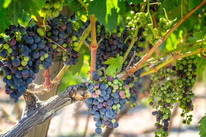 Western Crete Day Tour: Falassarna Beach, Karavitakis Winery & Biolea Olive Estate photo 4