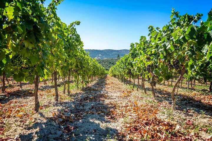 Western Crete Day Tour: Falassarna Beach, Karavitakis Winery & Biolea Olive Estate photo 5