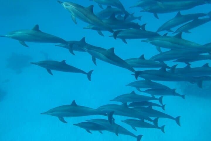 Sataya Dolphin House Snorkel from Marsa Alam — Swim with Spinner Dolphins photo 5