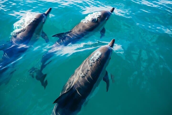 Sataya Dolphin House Snorkel from Marsa Alam — Swim with Spinner Dolphins