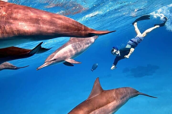 Sataya Dolphin House Snorkel from Marsa Alam — Swim with Spinner Dolphins photo 3