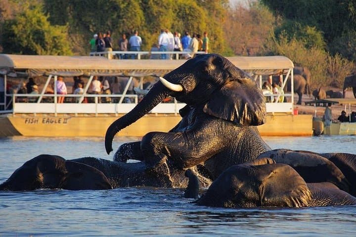 One-Day Chobe Safari from Victoria Falls: River Cruise & Afternoon Game Drive photo 1
