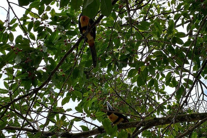 Canoe Tour in Tortuguero: Guided Canal Paddle Through Costa Rica's Rainforest photo 4