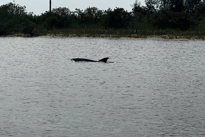 3-Hour Coastal Cruise from Daytona Beach to Ponce Inlet photo 2