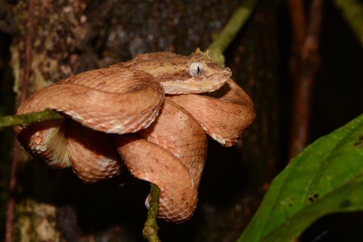 Manuel Antonio Jungle Night Walk — Guided Nocturnal Rainforest Tour photo 2
