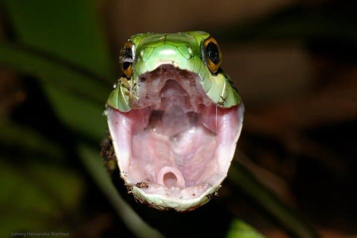 Manuel Antonio Jungle Night Walk — Guided Nocturnal Rainforest Tour