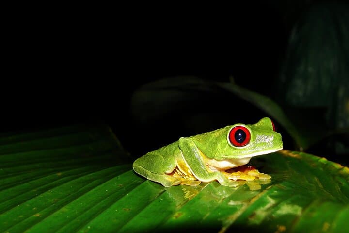 Manuel Antonio Jungle Night Walk — Guided Nocturnal Rainforest Tour photo 3