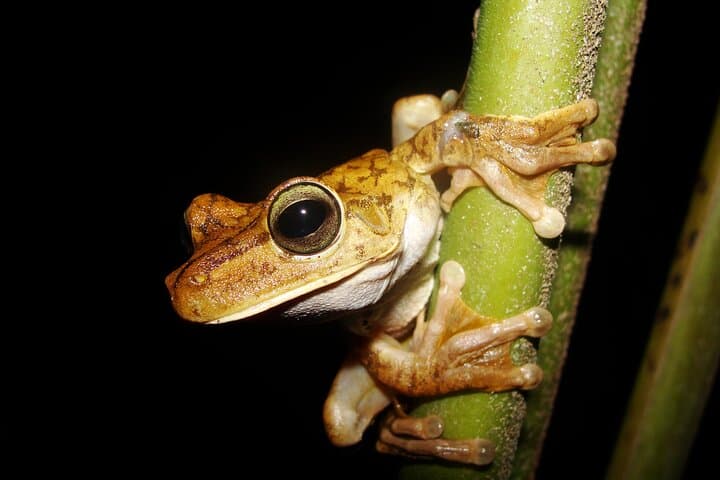 Manuel Antonio Jungle Night Walk — Guided Nocturnal Rainforest Tour photo 4
