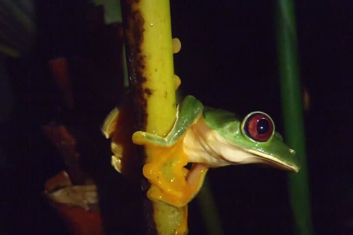 Manuel Antonio Jungle Night Walk — Guided Nocturnal Rainforest Tour photo 5