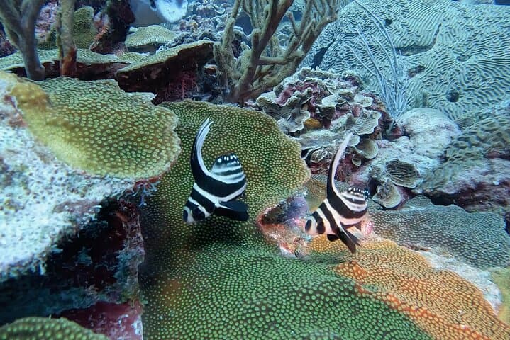 Bonaire Semiprivate 2-Stop Shore Snorkel: Turtle Gardens & Hidden Reefs