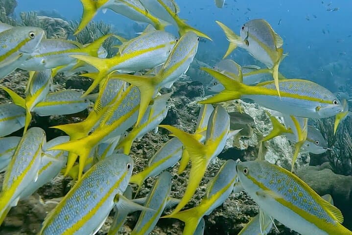Bonaire Semiprivate 2-Stop Shore Snorkel: Turtle Gardens & Hidden Reefs photo 4