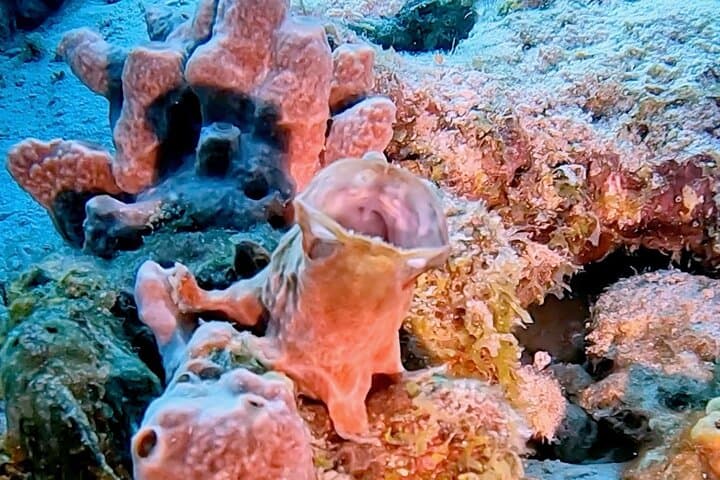 Bonaire Semiprivate 2-Stop Shore Snorkel: Turtle Gardens & Hidden Reefs photo 5
