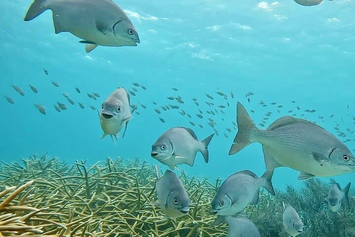 Bonaire Semiprivate 2-Stop Shore Snorkel: Turtle Gardens & Hidden Reefs photo 3