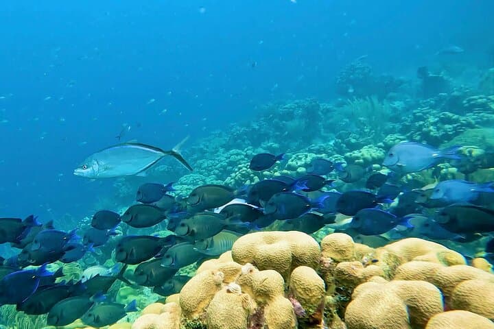 Bonaire Semiprivate 2-Stop Shore Snorkel: Turtle Gardens & Hidden Reefs photo 6