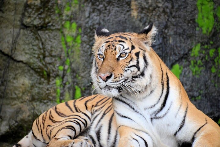 Two-Day Jaipur and Ranthambore: Private Heritage & Tiger Safari Escape
